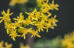 Gray goldenrod